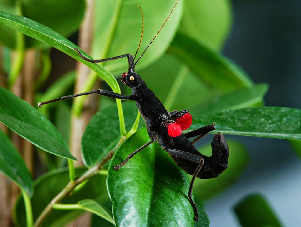 an image of an adult female peruphasma schultei phasmid